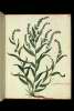  Fol. 188 

Cynoglossum flore minimo chermesino